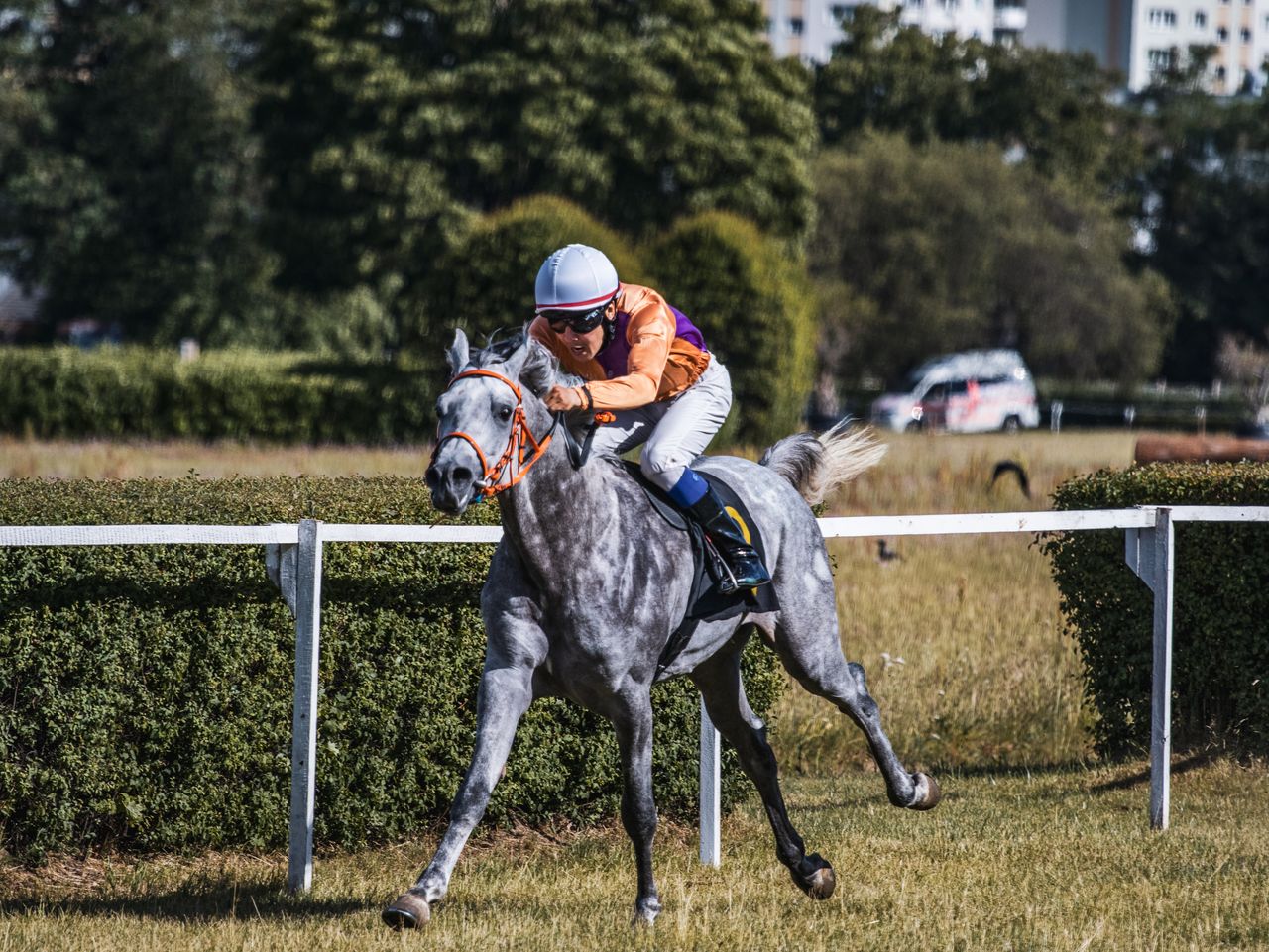 A jockey and horse race around the track in an intense equestrian competition outdoors.